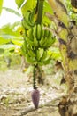 Bunch Of Ripening Bananas On Tree