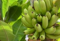 Bunch of ripening bananas in a tropical garden of Tenerife,Canary Islands,Spain.Banana fruits close up.