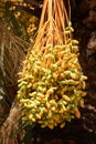 Bunch of ripening dates on a palm tree close up Royalty Free Stock Photo
