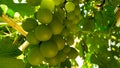 Bunch of ripening grapes with sunspots shadows through the leaves