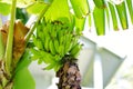 Bunch Of Ripening Green Apple Bananas On A Banana Tree In Big Island Of Hawaii