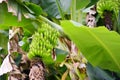 Bunch of ripening green apple bananas on a banana tree in Big Island of Hawaii Royalty Free Stock Photo