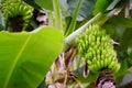 Bunch of ripening green apple bananas on a banana tree Royalty Free Stock Photo