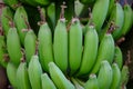 Bunch Of Ripening Green Bananas On Tree. Selective Focus