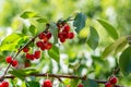 A bunch of ripening growing sweet cherry on the tree