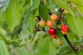 A bunch of ripening growing sweet cherry on the tree