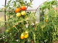 Bunch of ripening tomatoes on bush in greenhouse Royalty Free Stock Photo