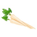 Bunch of root with leaves parsley for banners, flyers, posters, social media. Fresh organic and healthy, diet and