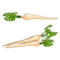 Bunch of root with leaves parsley for banners, flyers, posters, social media. Organic and healthy, diet and vegetarian