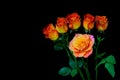 Bunch of rosa leonidas and a rose caribbean on dark background