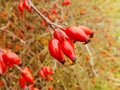 Bunch of rose hips on a branch Royalty Free Stock Photo