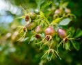 A bunch of rosehips Royalty Free Stock Photo