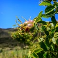 A bunch of rosehips Royalty Free Stock Photo
