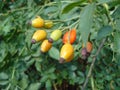 Bunch of rosehips on vine Royalty Free Stock Photo