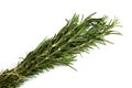 A bunch of rosemary seasoning lies on a white background.