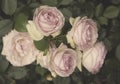 Bunch of Roses of Ancient Charm Royalty Free Stock Photo