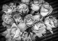 A bunch of roses in black and white Royalty Free Stock Photo