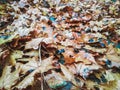 A bunch of rotten maple leaves covering the ground on a rainy day. Natural carpet in a park in autumn. Dead damaged foliage in a