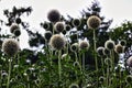 Bunch of round circular shape Echinops spaerocephalus blooming plants in a green surrounded during summer