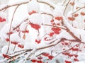 Bunch of rowan berries with ice crystals Winter background. Winter landscape with snow-covered red rowan Royalty Free Stock Photo