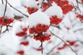 Bunch of rowan berries with ice crystals Winter background. Winter landscape with snow covered red rowan. Royalty Free Stock Photo