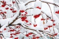 Bunch of rowan berries with ice crystals Winter background. Winter landscape with snow-covered red rowan. Royalty Free Stock Photo