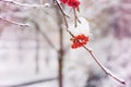 Bunch of rowan berries with ice crystals Winter background. Winter landscape with snow-covered red rowan. Royalty Free Stock Photo