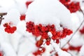 Bunch of rowan berries with ice crystals Winter background. Winter landscape with snow-covered red rowan. Royalty Free Stock Photo