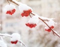 Bunch of rowan berries with ice crystals Winter. Winter landscape with snow-covered bright red rowan. Royalty Free Stock Photo