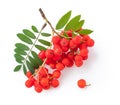 Bunch rowan berries isolated