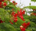 A bunch of Royal Poinciana Flamboyant Delonix regia on rainy morning