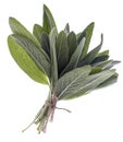 Bunch of sage fresh leaves