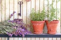 Bunch of sage and pots with herbs