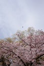 a bunch of sakura cherry blossom in spring