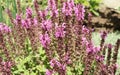 Bunch of salvia blossoms. Purple