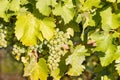 Bunch of Sauvignon Blanc grapes ripening on vine in vineyard