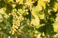 Bunch of Sauvignon Blanc grapes on vine growing in vineyard Royalty Free Stock Photo