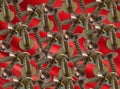 A bunch of screw bolts on a wavy red background