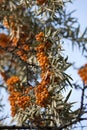 Bunch of sea buckthorn berries