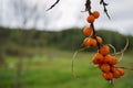 Bunch of sea buckthorn