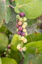 Bunch of sea grapes plant leaves in background. Royalty Free Stock Photo