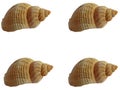 A bunch of seashells on a white background