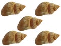 A bunch of seashells on a white background Royalty Free Stock Photo