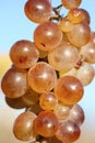 Bunch of seedless amber grapes on vine against blue sky Royalty Free Stock Photo