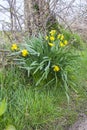 A bunch of self seeded yellow Daffodils