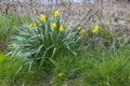 A bunch of self seeded yellow Daffodils