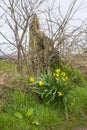 A bunch of self seeded yellow Daffodils