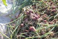 A bunch of shallots or red onions with green leaves and white roots are harvested by local Indonesian farmers. Agriculture Royalty Free Stock Photo