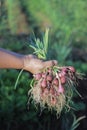 A bunch of shallots or red onions with green leaves and white roots are harvested by local Indonesian farmers. Royalty Free Stock Photo