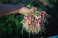 A bunch of shallots or red onions with green leaves and white roots are harvested by local Indonesian farmers. Royalty Free Stock Photo